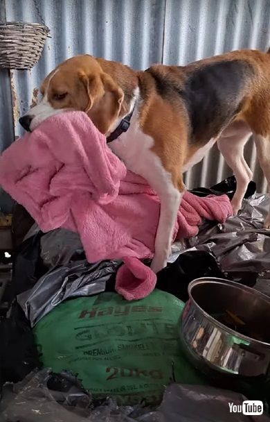 ブランケットを盗むワンコ