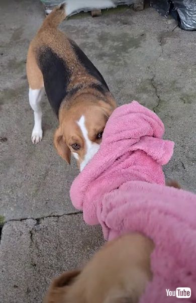 ブランケットを盗むワンコ