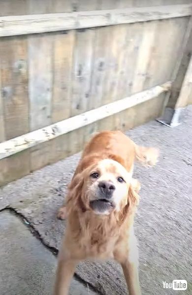 ブランケットを盗むワンコ