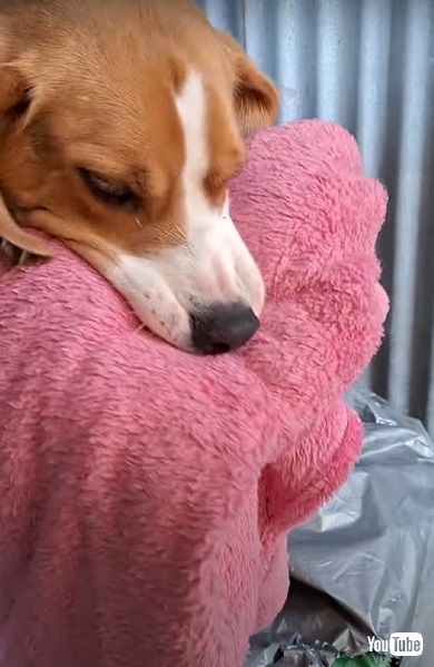 ブランケットを盗むワンコ