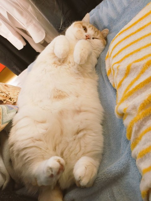 あおむけ猫ちゃん