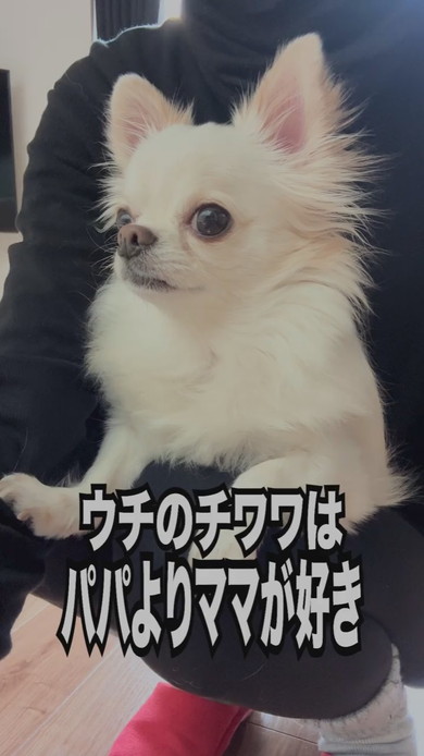 チワワ