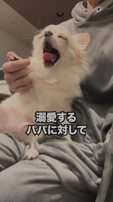 パパに抱っこされているチワワのワンコ