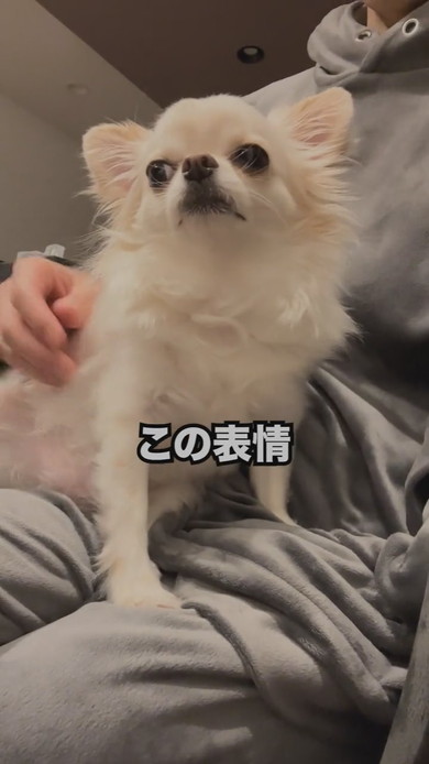 パパに抱っこされているチワワのワンコ