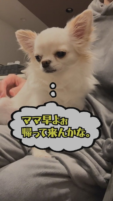 パパに抱っこされているチワワのワンコ