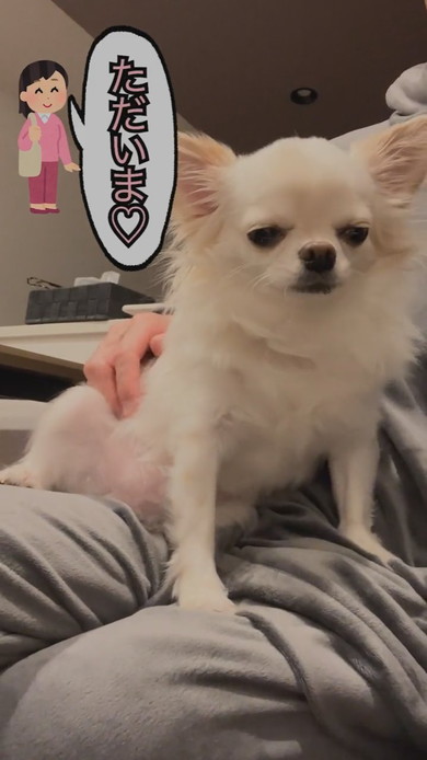 パパに抱っこされているチワワのワンコ