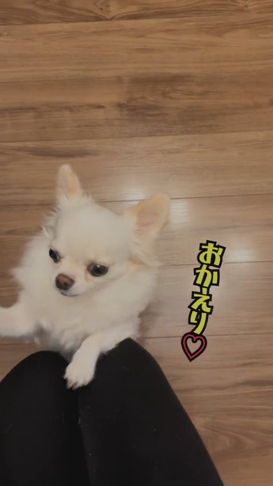 ママを出迎えるチワワのワンコ