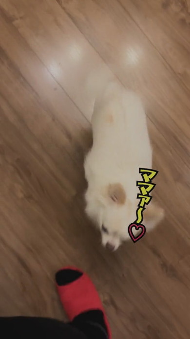 ママを出迎えるチワワのワンコ