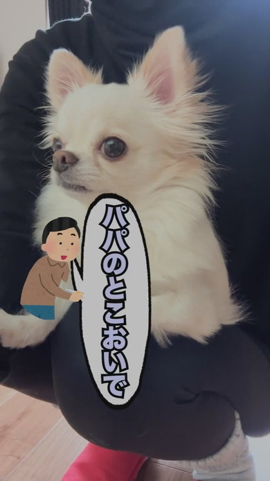 ママに抱っこされているチワワのワンコ