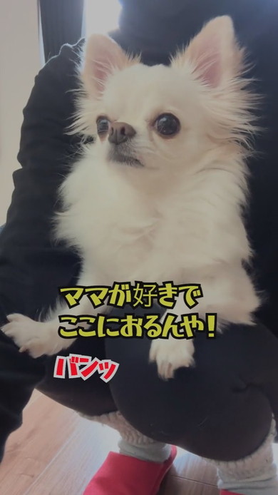 ママに抱っこされているチワワのワンコ