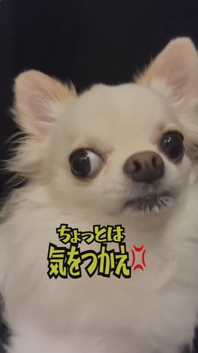 ママに抱っこされているチワワのワンコ