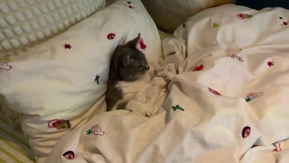 視線を動かすニャンコ