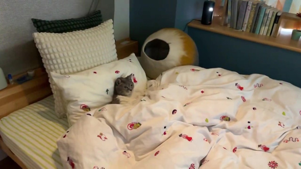 動かないニャンコ