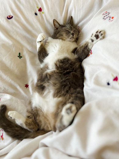 大胆に眠るニャンコ