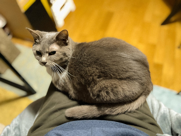 座り続けるニャンコ