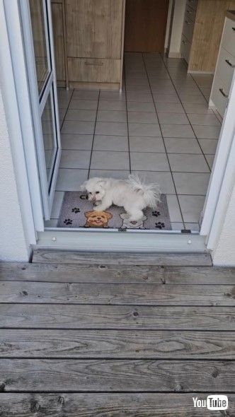 玄関マットで足を拭くワンコ