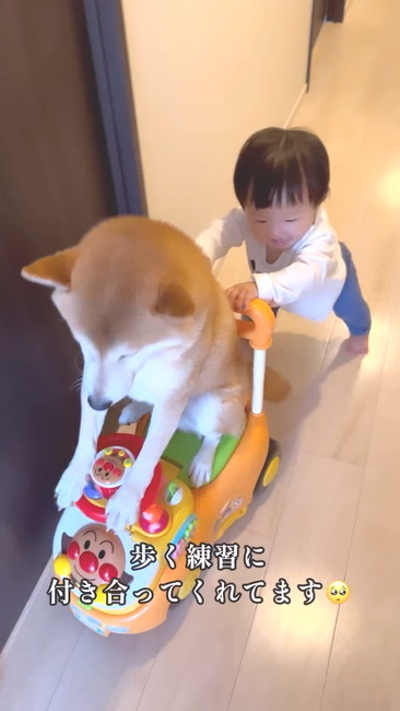 歩行練習つきあう犬