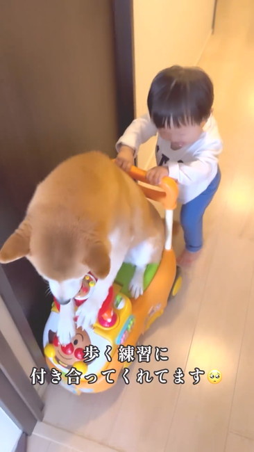 歩行練習つきあう犬