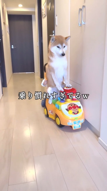歩行練習つきあう犬