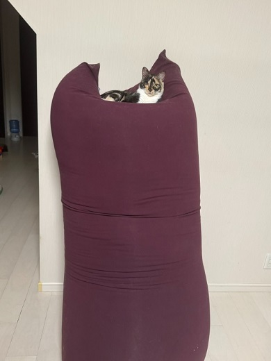 Yogiboのクッションの上でダメになっている猫ちゃん