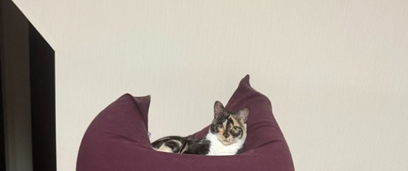 Yogiboのクッションの上でダメになっている猫ちゃん