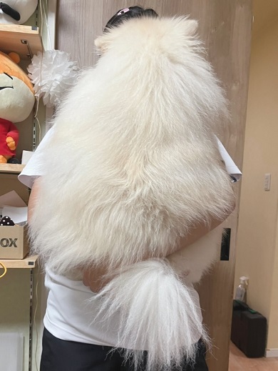 通常よりもはるかに大きく育ったポメラニアン