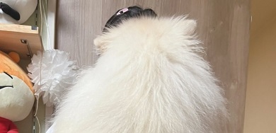 通常よりもはるかに大きく育ったポメラニアン