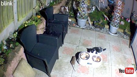 キツネのごはんを食べる猫とネズミ