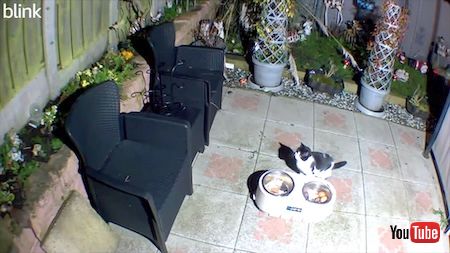 キツネのごはんを食べる猫とネズミ