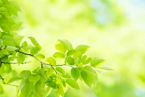 葉っぱのイメージ画像