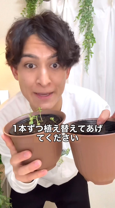 1本ずつ植え替えて