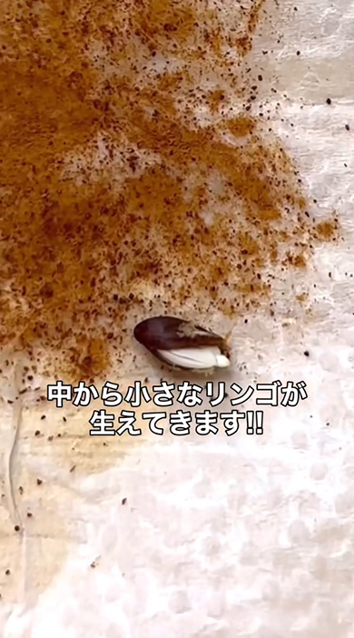 中から小さなリンゴ