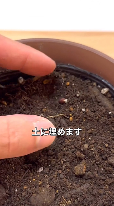 土に埋めます