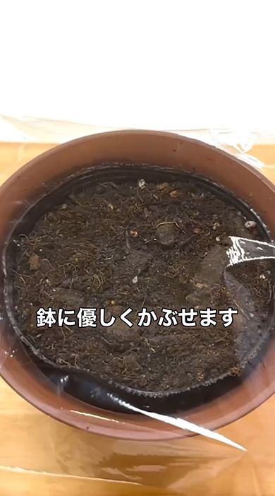 鉢にやさしくかぶせます