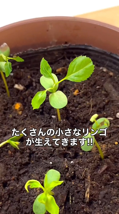 たくさんの小さなリンゴ