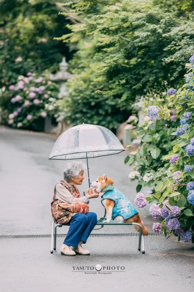 おばあちゃん 手作り 柴犬 洋服 衣装 愛犬 6着目 ミシン 手縫い