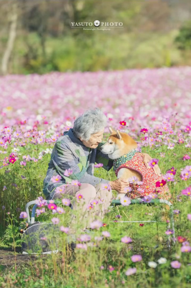 おばあちゃん 手作り 柴犬 洋服 衣装 愛犬 6着目 ミシン 手縫い