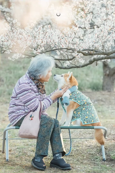 おばあちゃん 手作り 柴犬 洋服 衣装 愛犬 6着目 ミシン 手縫い