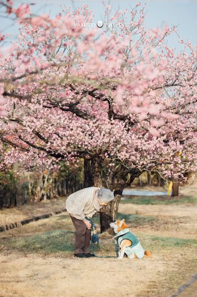 おばあちゃん 手作り 柴犬 洋服 衣装 愛犬 6着目 ミシン 手縫い