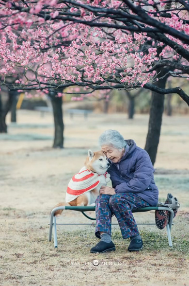 おばあちゃん 手作り 柴犬 洋服 衣装 愛犬 6着目 ミシン 手縫い