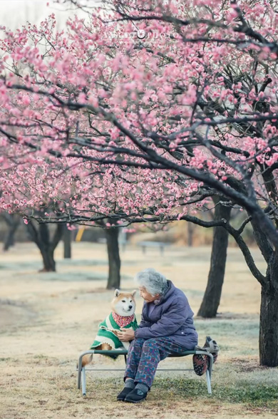 おばあちゃん 手作り 柴犬 洋服 衣装 愛犬 6着目 ミシン 手縫い