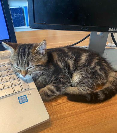 パソコンもお気に入りの子猫
