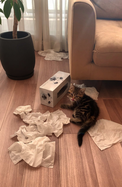 鼻セレブ全滅させてテヘペロする子猫