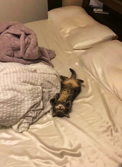 お迎えして1週間目の子猫