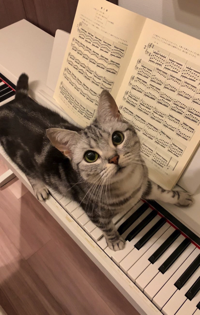 ピアノ練習を邪魔する猫