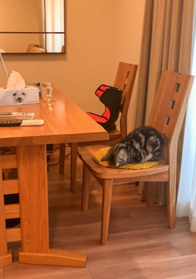 イスを占領してごめん寝する猫