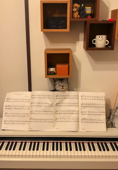 楽譜の後ろでくつろぐ猫