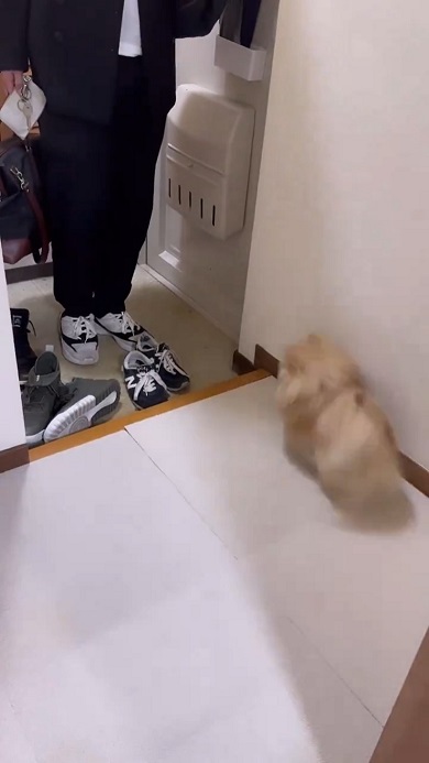出張から帰ってきたパパを歓迎しすぎて家に入らせないワンコ