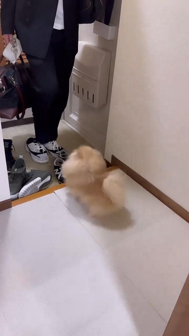 出張から帰ってきたパパを歓迎しすぎて家に入らせないワンコ