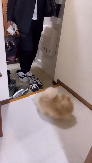出張から帰ってきたパパを歓迎しすぎて家に入らせないワンコ